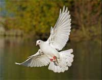 dove over water