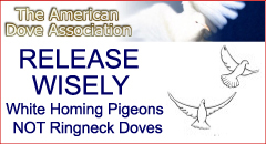 don't release little doves